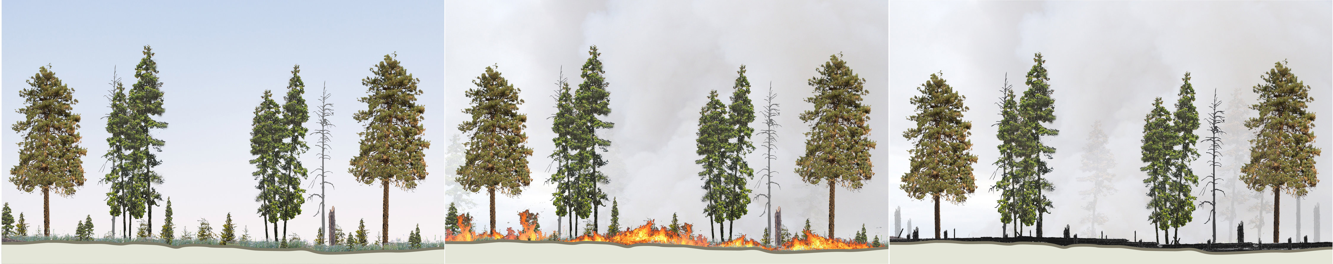 An illustrated sequence showing how fire in a managed forest burns low and preserves a healthy forest structure.